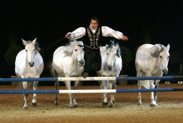 Galanacht der Pferde 2008  007.jpg